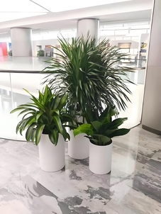 速看！宁波前湾绿植租赁哪家好的热门推荐！